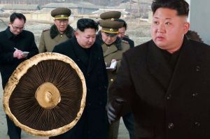 North-Korea mushrooms