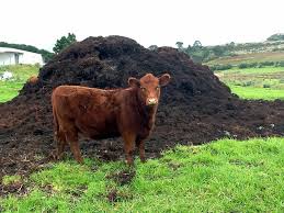 cow manure